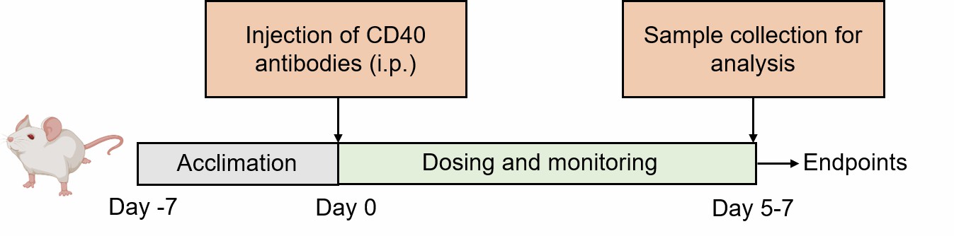 Methodology for modeling Anti-CD40 Induced Colitis in experimental studies.