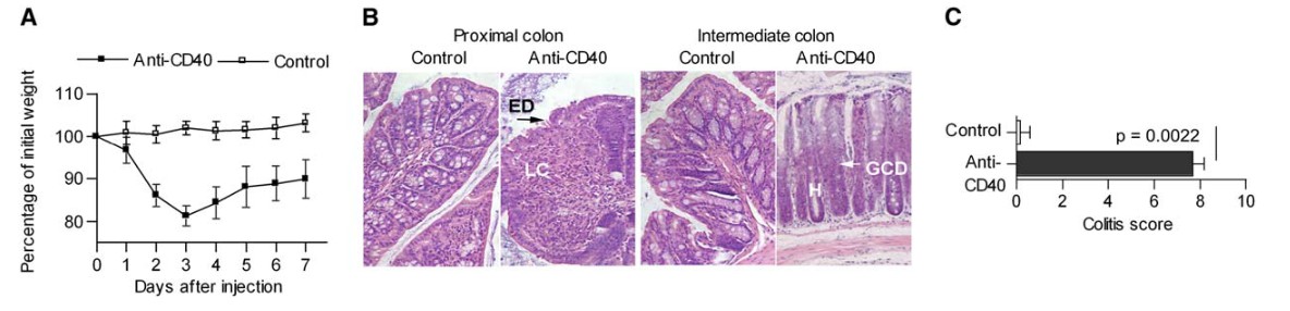 Anti-CD40 stimulation inducing wasting disease and intestinal inflammation in Rag1 KO mice, showing weight loss, H&E staining results, and colitis scoring.