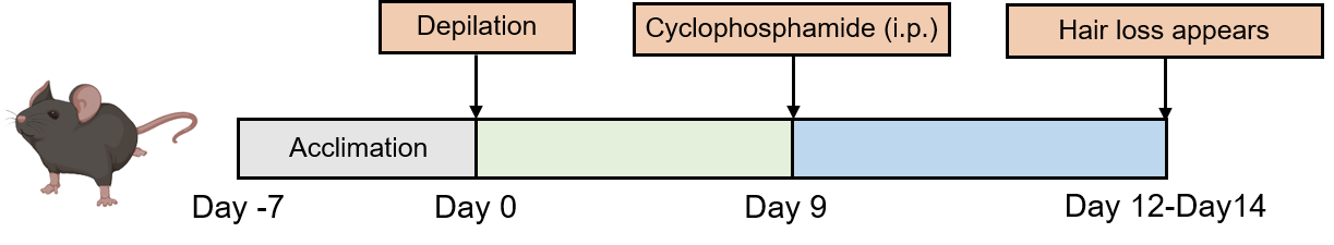 Method for modeling cyclophosphamide-induced alopecia areata (AA) in mice