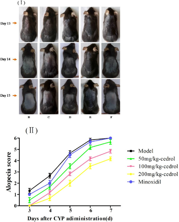 Macroscopic hair effects and alopecia scores in mice treated with different doses of cedrol and minoxidil after CYP administration.