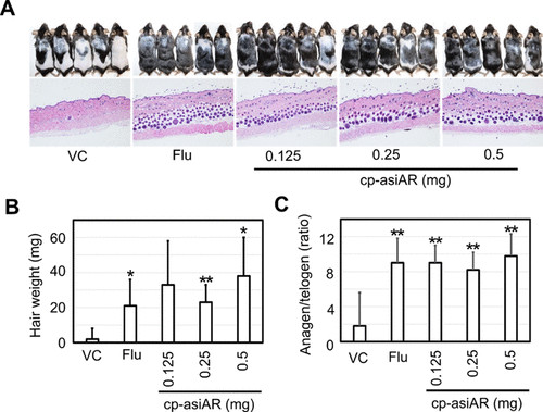 Fig. 1：In AGA mice, cp-asiAR treatment promotes hair regrowth, increases anagen follicles, and improves hair weight compared to controls.