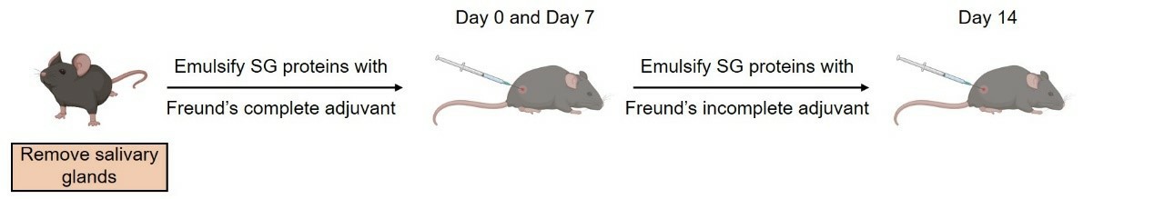 Method for establishing an Experimental Sjögren's Syndrome Model