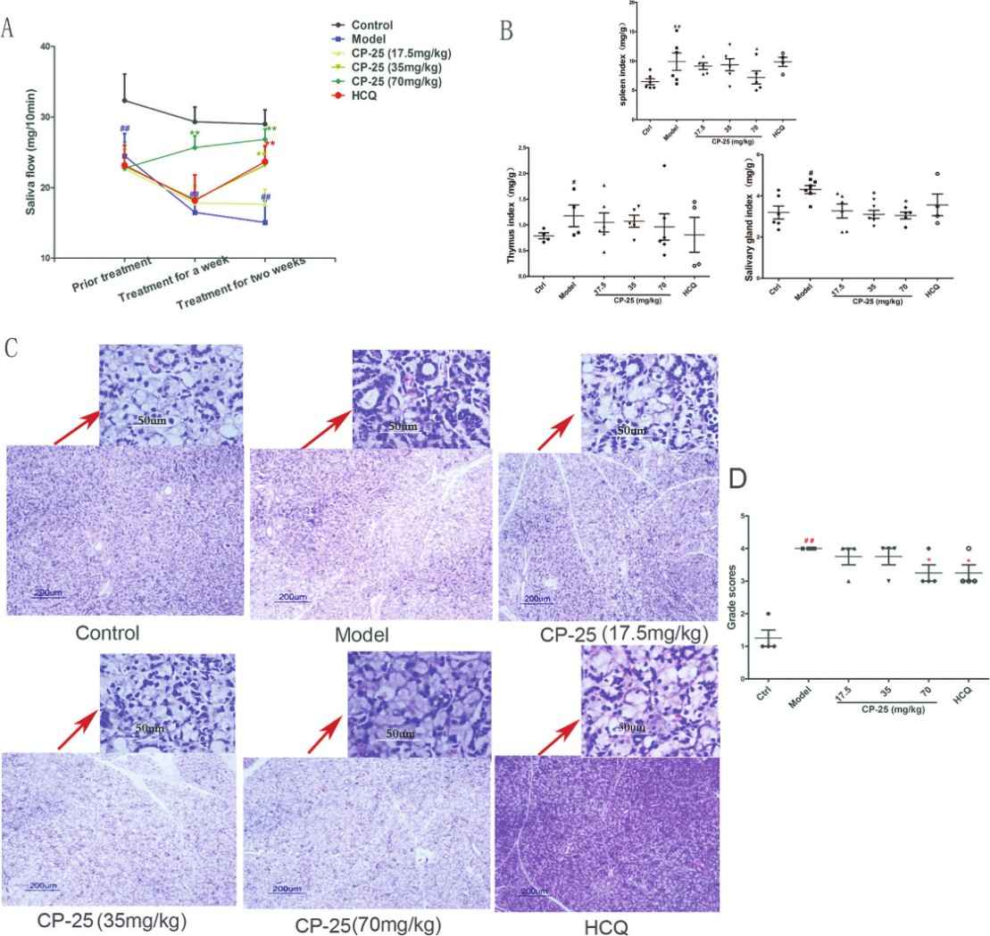 Effects of CP-25 on saliva flow, salivary gland indexes, and histological assessment in SS mice, showing increased saliva flow and reduced lymphocytic infiltration with treatment.