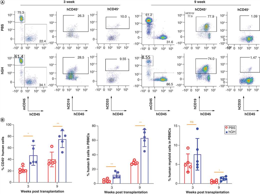 Administration of growth hormone accelerates the reconstitution of human lymphohematopoietic cells in the bloodstream of NCG mice.