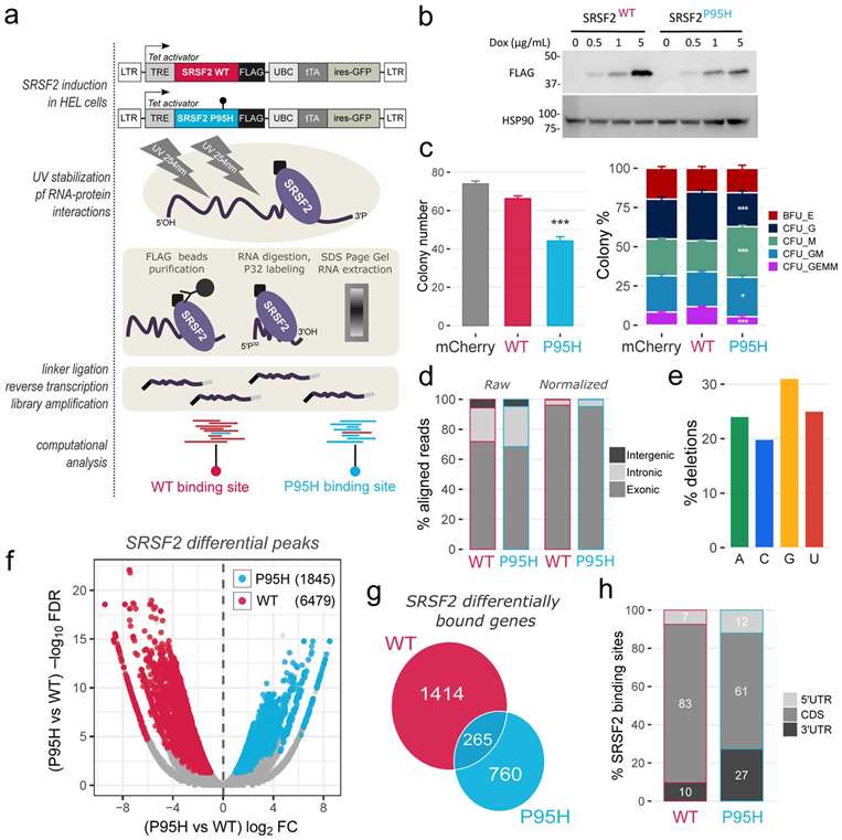 The SRSF2 P95H mutation changes the RNA interaction profile of SRSF2 in vivo.