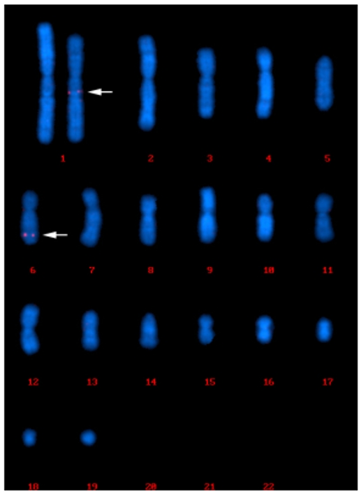 Example of FISH-based clonality analysis for F7C2-P3C63 cell line: FISH signals were observed on chromosome 1 and chromosome 6.