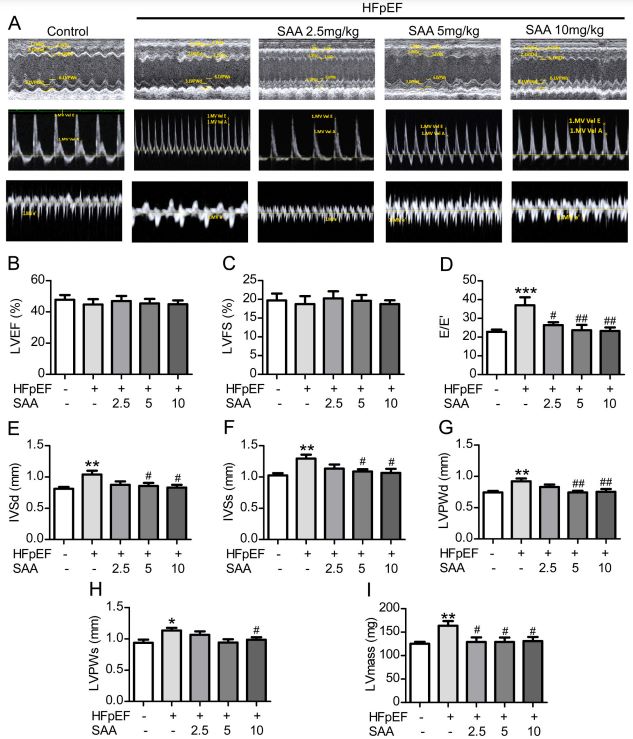 Fig. 1：Echocardiography and Doppler imaging show SAA improves diastolic function in HFpEF mice, altering LVEF, LVFS, E/E', IVS, LVPW, and LV mass.