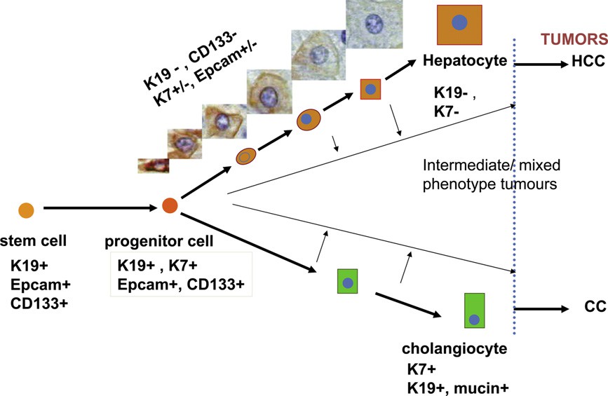 Hepatic progenitor cells are capable of maturing into cholangiocytes and hepatocytes by transitioning through intermed iary stages.