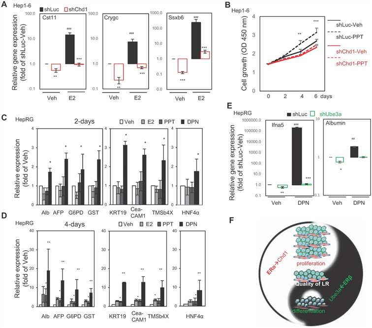 ERα and ERβ together enhance liver regeneration efficiency