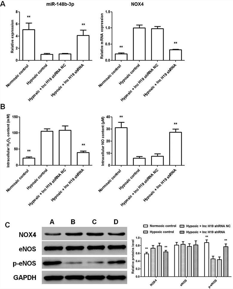 The impact of miR-148b-3p inhibitors/mimics on HHSECs.