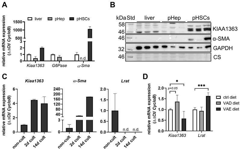 KIAA1363 is minimally expressed in the entire liver but has high expression levels in primary murine HSCs.