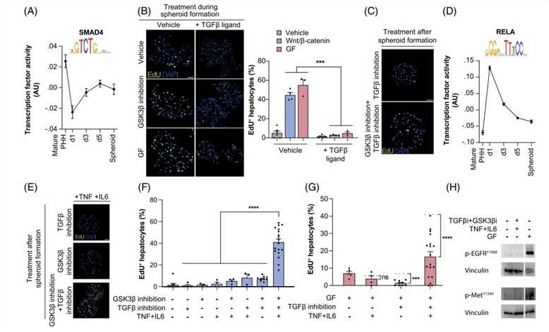 Primary human hepatocytes become prone to Wnt/β-catenin-induced proliferation when cytokines are activated and TGFβ signaling is inhibited.