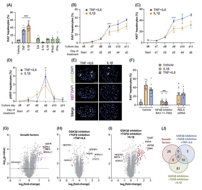 Hepatocyte regeneration relies on canonical NFκB signaling.