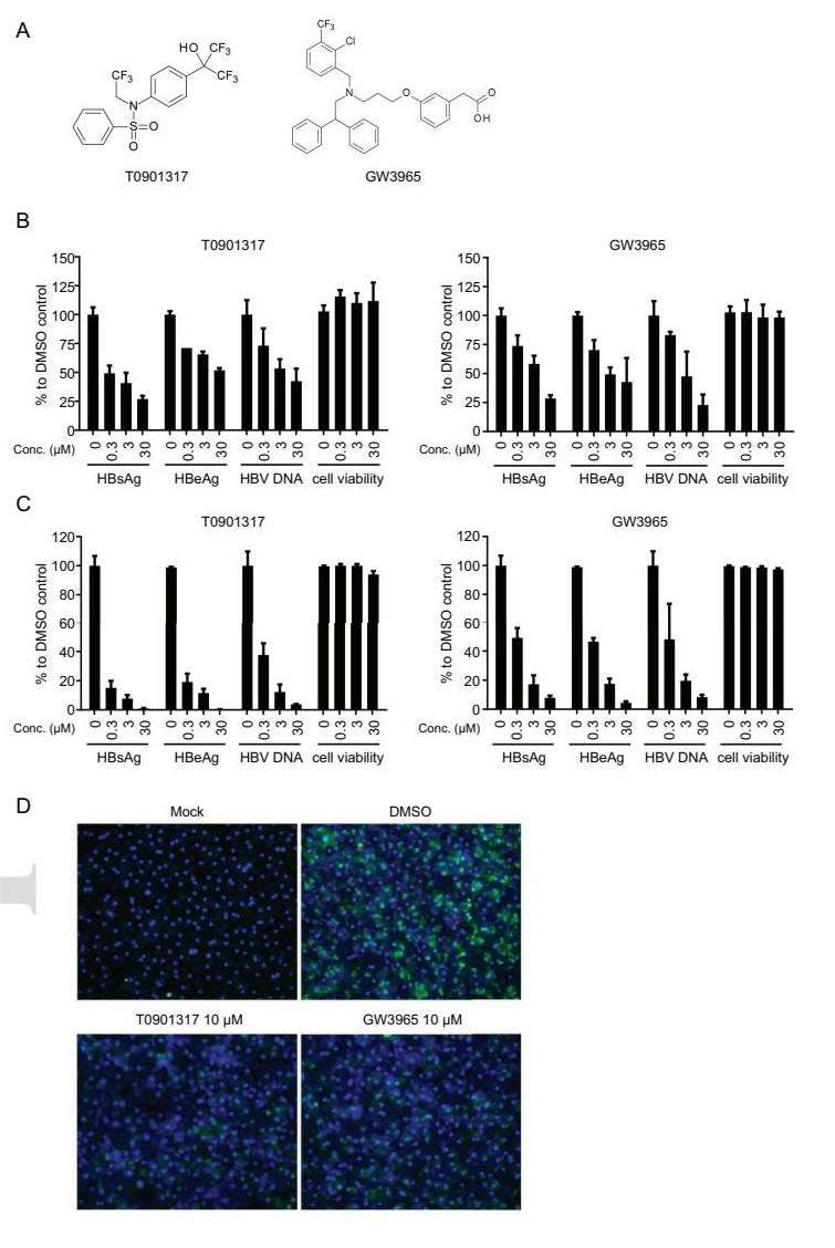 LXR agonists suppress the replication of HBV DNA and the secretion of viral antigens in both dHepaRG cells and PHHs.