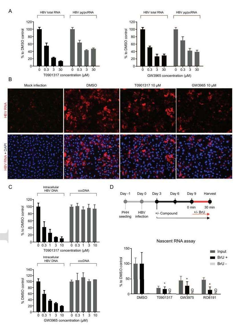 LXR agonists reduce the levels of HBV RNA in PHHs, yet they do not impact the stability of the cccDNA.