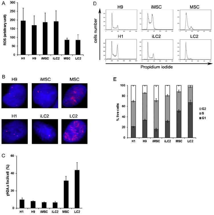 ROS levels, γH2AX expression, and cell cycle analysis in hESC, iPSC, and control cells.