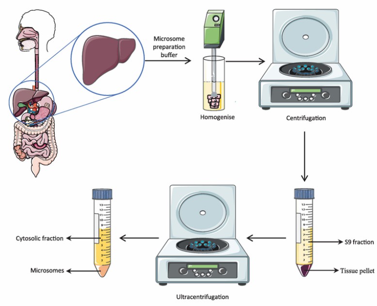 Diagram of the preparation process of human liver microsomes.