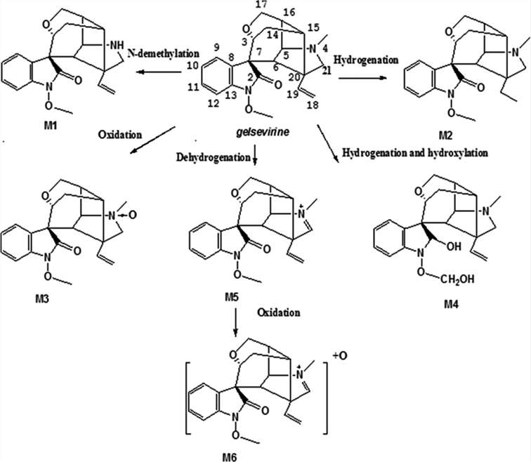 Schematic representation of proposed metabolic pathways of gelsevirine in liver microsomes in vitro.