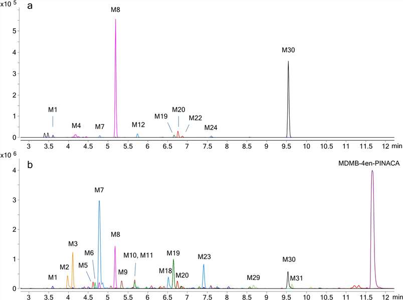 Combined extracted ion chromatograms of MDMB-4en-PINACA metabolites found in hepatocytes and liver microsomes from a human.