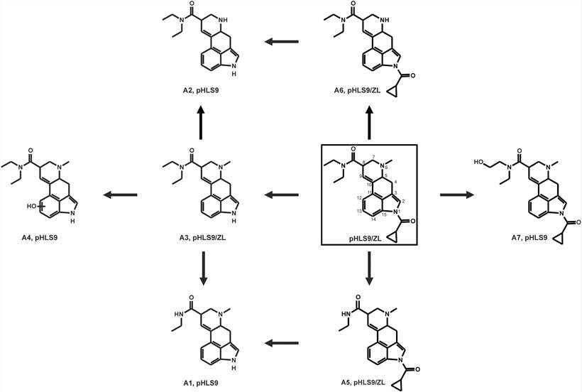 Proposed in vitro and in vivo metabolic pathways of 1cP-LSD were investigated in pHLS9 and zebrafish larvae following microinjection.