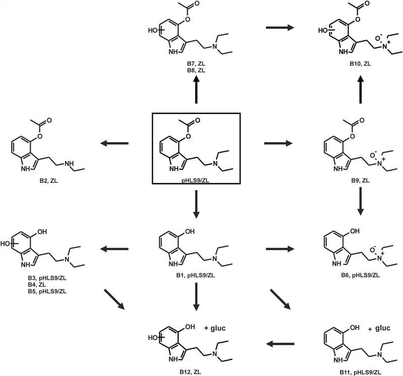 Proposed metabolic pathways for 4-AcO-DET in vitro and in vivo were studied in pHLS9 and ZL following exposure through immersion bath methods.