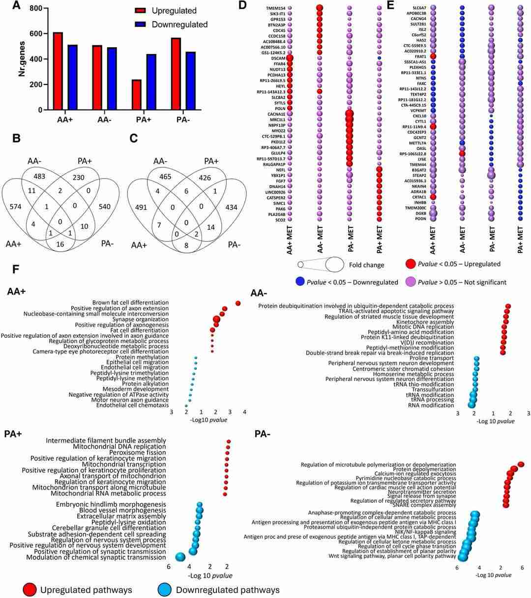 RNA sequencing and bioinformatic analysis of metformin-induced gene expression in A2B5+ and A2B5- cells