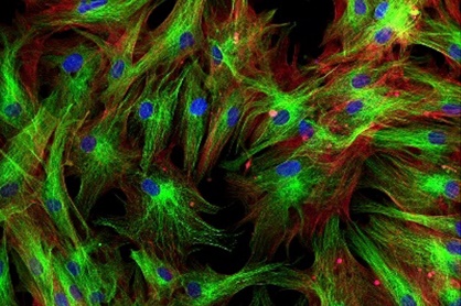 Human Primary Cells: Definition, Assay, Applications