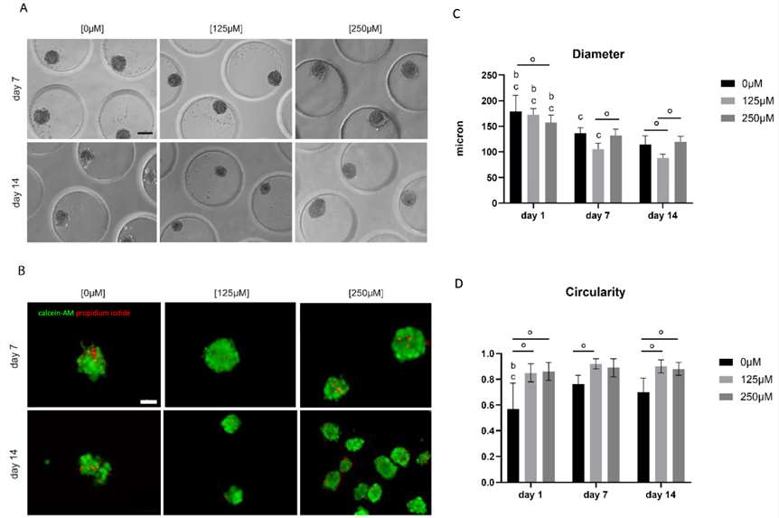 Morphological, viability and morphometric analysis of monoculture myoblast spheroids under different concentrations of ascorbic acid.