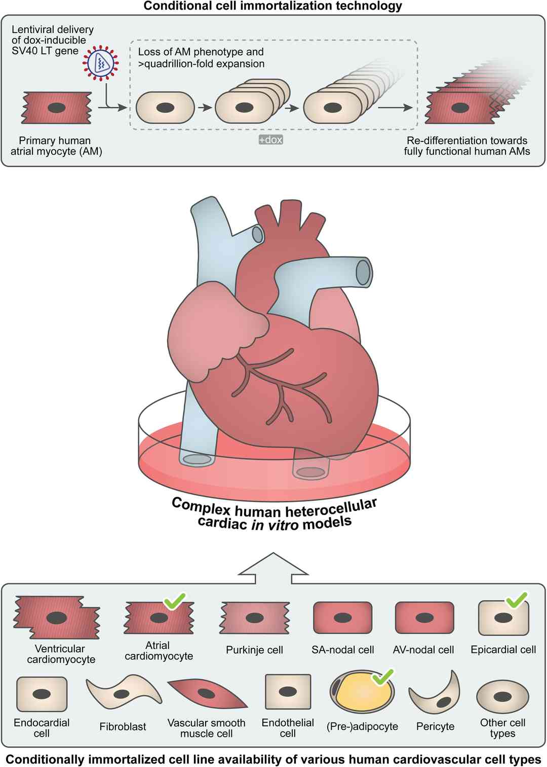 Upper panel, conditional cell immortalization technology. Lower panel, conditionally immortalized cell line availability of various human cardiovascular cell types.