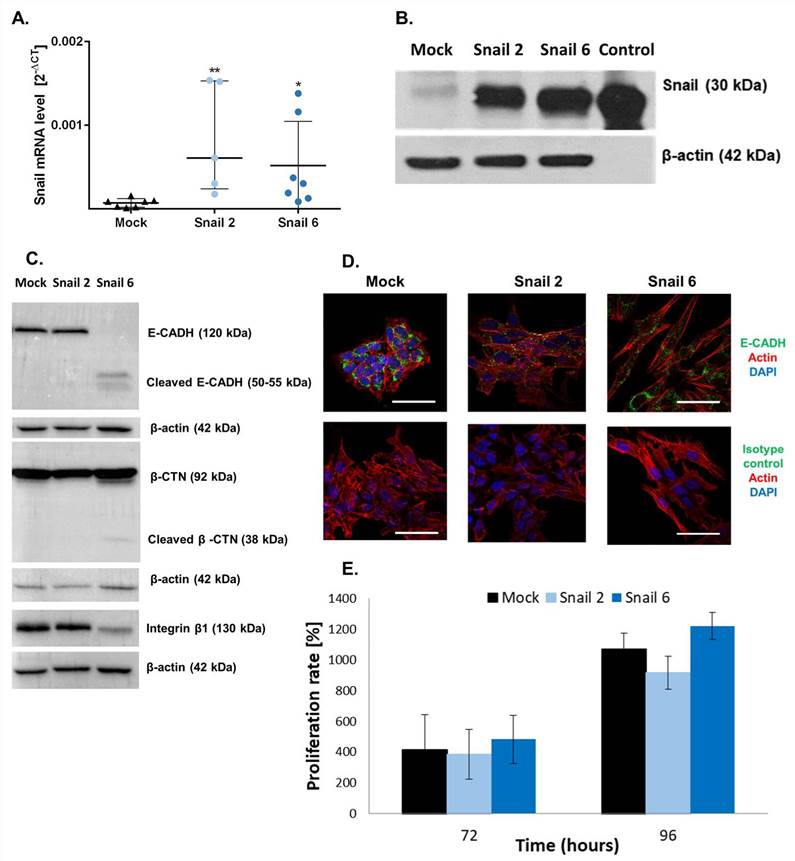 Fig. 1. Characterization of Snail-overexpressing MC38 cells