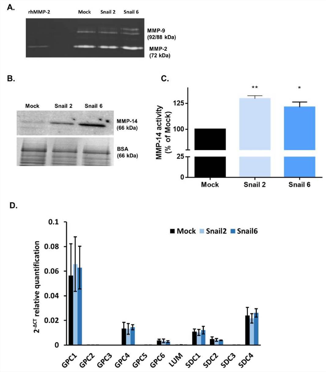 Fig. 2. Effect of Snail Overexpression on MMPs Activities and Proteoglycans Gene Expression in MC38 Cells