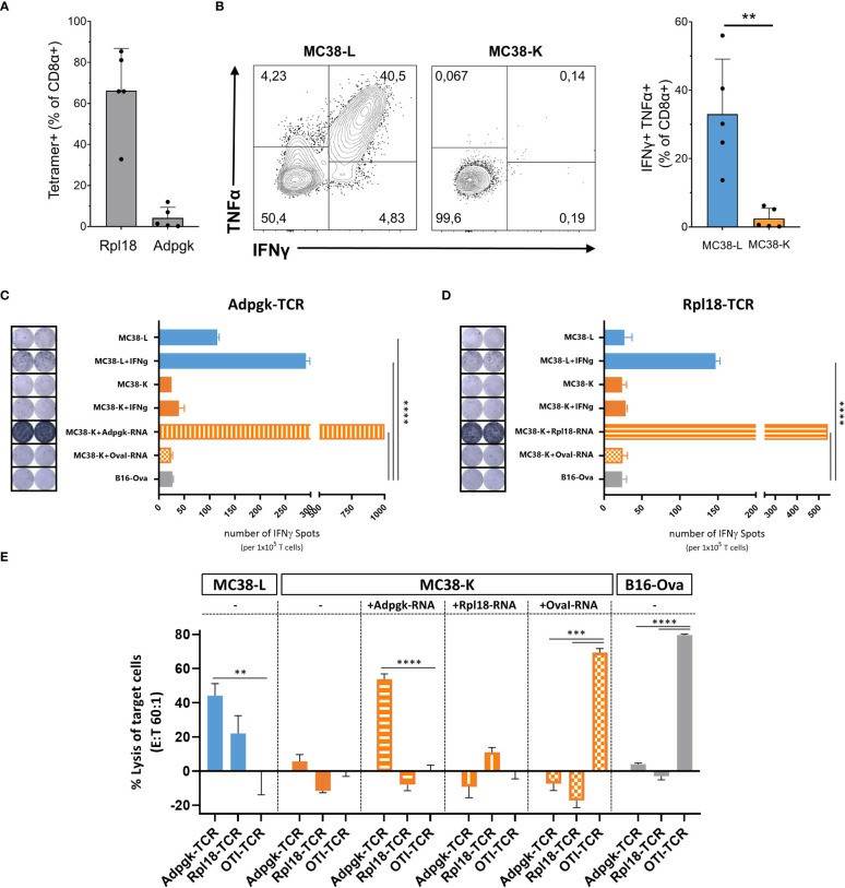 Fig. 3. Comparison of immunogenic level on MC38-L and MC38-K cell lines