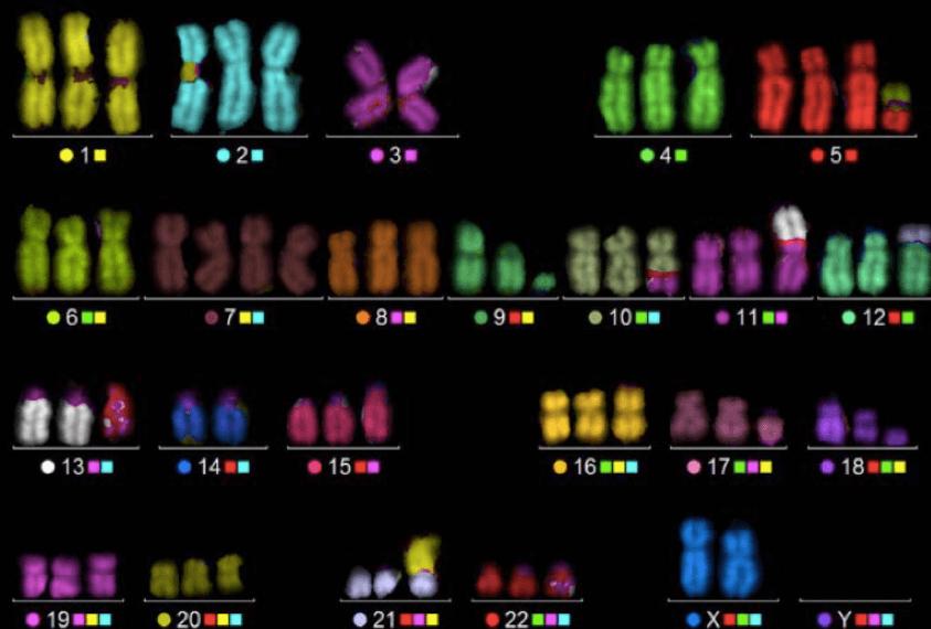 Multicolor FISH (M-FISH) Analysis