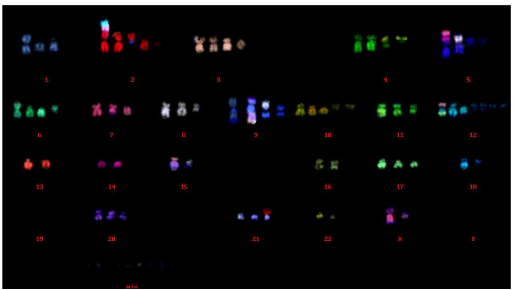 Multicolor FISH (M-FISH) Analysis