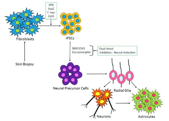 Astrocytes