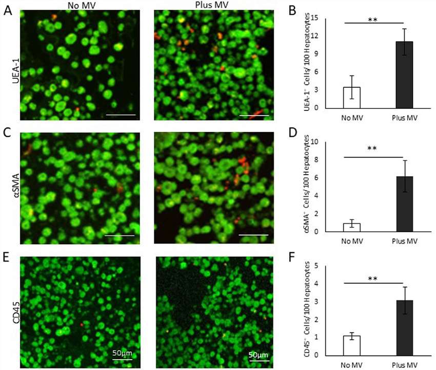 Non-parenchymal cells composition of liver tissue constructs.