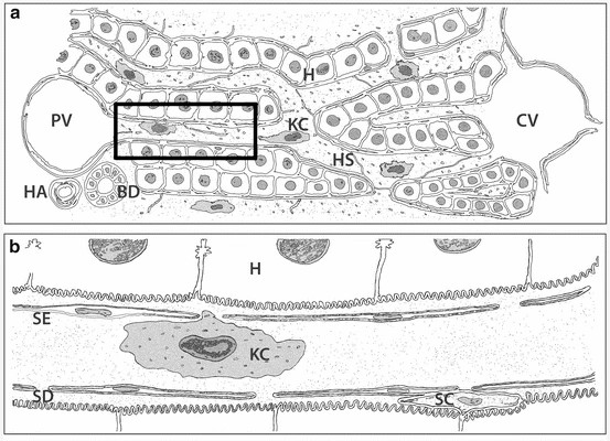 Localization of KCs in the liver.