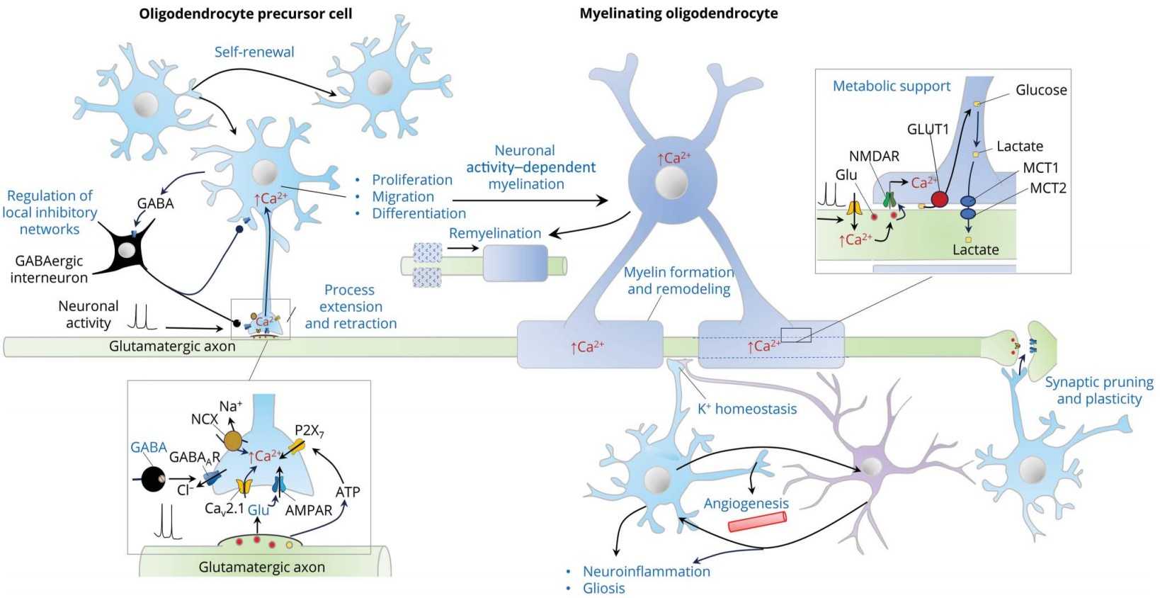 Oligodendrocyte precursor cells (OPCs) are functionally heterogeneous