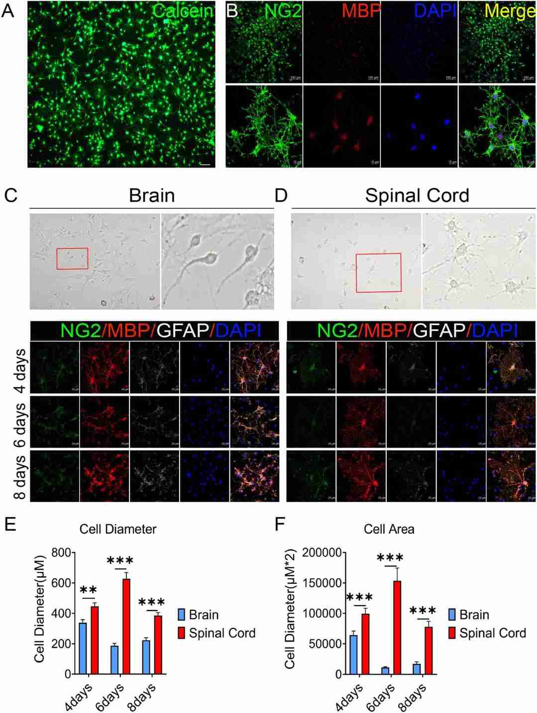 The OPCs differentiation are different between the brain and spinal cord