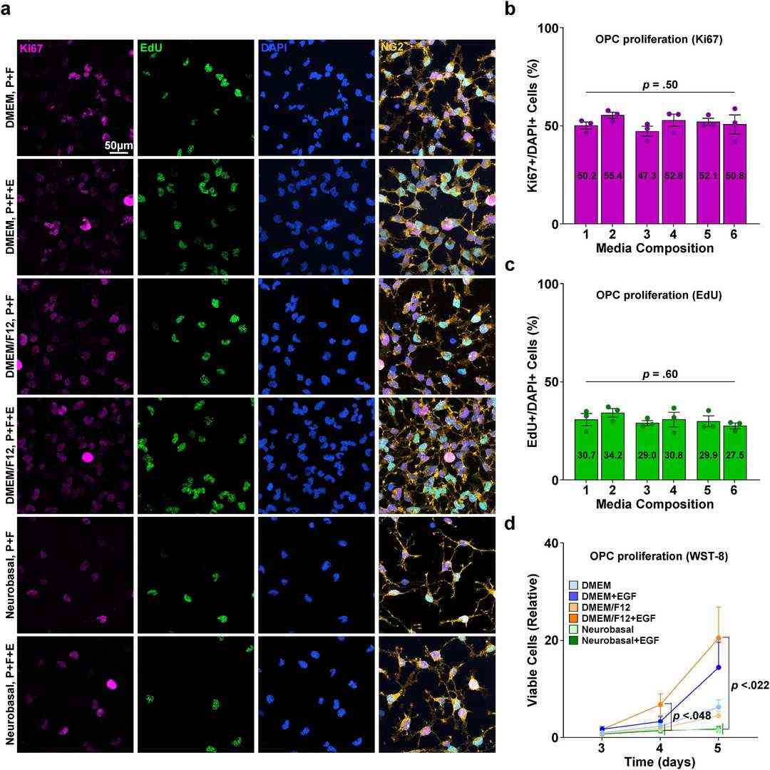 a Representative image of isolated cells. Staining for NG2, EdU, Ki67. b Quantification of Ki67+/DAPI + cells (%). c Quantification of EdU+/DAPI + cells (%). d Graph of WST-8 viability assay results.