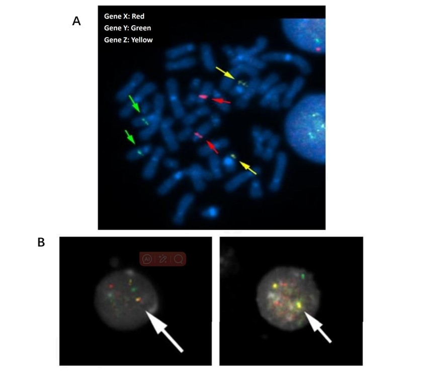 FISH signals on metaphase cells and interphase nuclei.