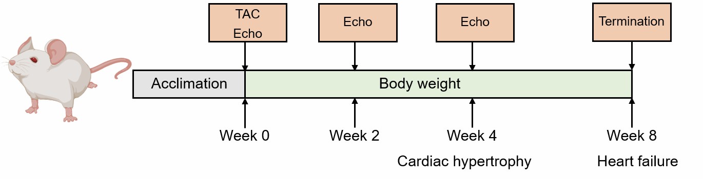 Method for modeling Transverse Aortic Constriction (TAC).