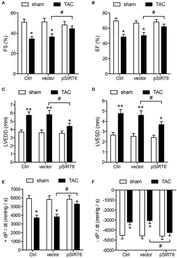 SIRT6 overexpression protects against TAC-induced cardiovascular impairment: echocardiographic and hemodynamic data.