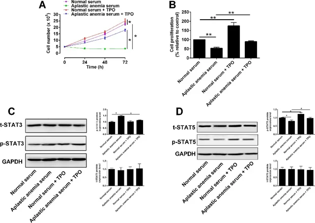 rhTPO promoted proliferative potential of 32D cells with TPO receptor overexpression.