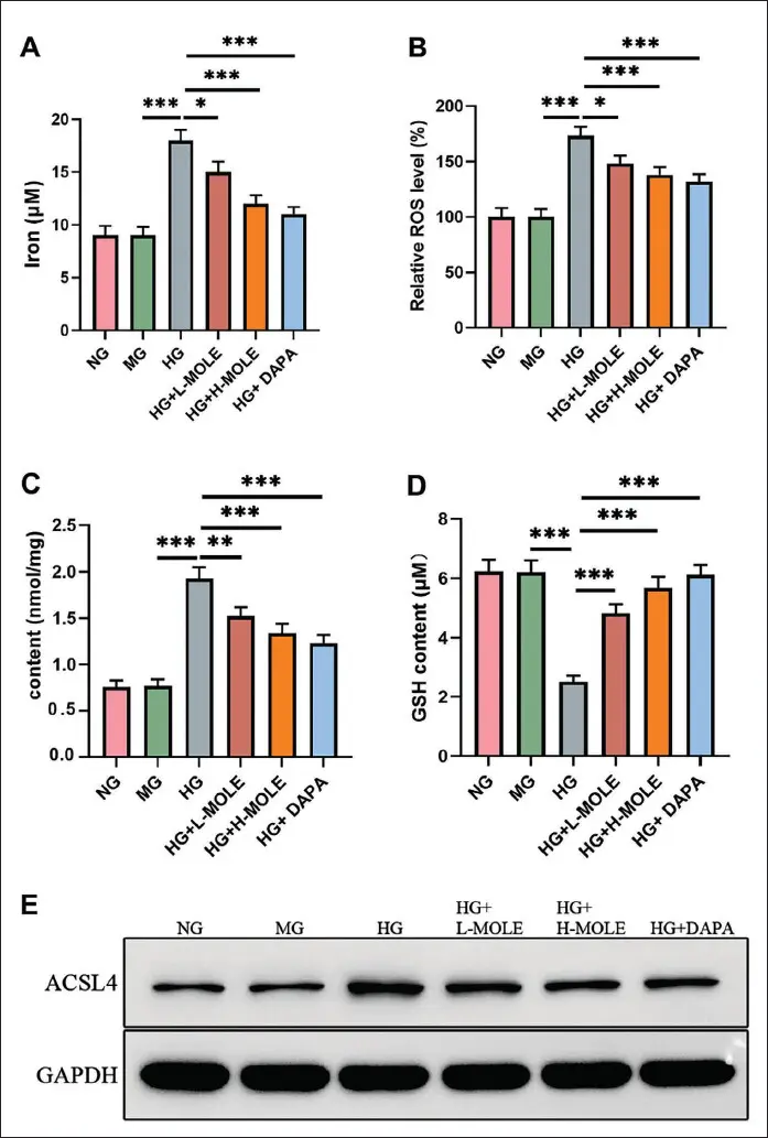 MOLE Suppresses Ferroptosis of HG-induced Rat Podocytes.