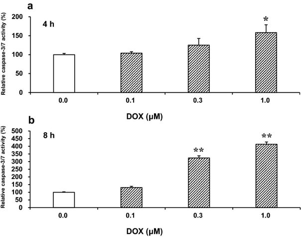 Doxorubicin (DOX)-induced changes in caspase-3/7 activity in H9c2(2-1) cells.