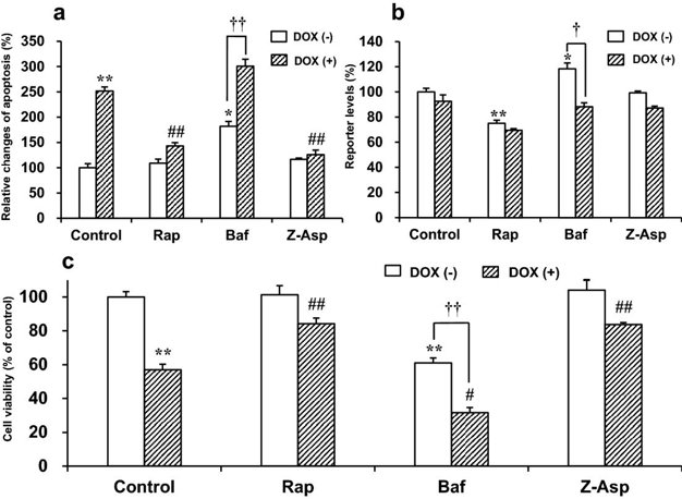 Effects of Rap, Baf, or Z-Asp on doxorubicin (DOX)-induced changes in (a) apoptosis, (b) autophagy, and (c) cell viability in H9c2(2-1) cells.