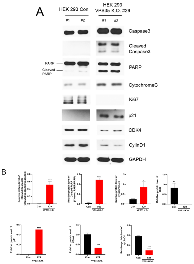 Endogenous protein levels in VPS35 KO HEK293 cells were analyzed via Western blotting using antibodies against the indicated proteins.