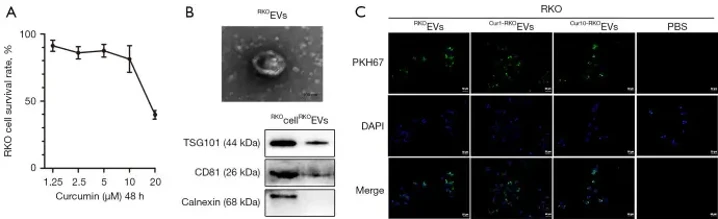RKO cells took up the EVs from the surrounding environment.