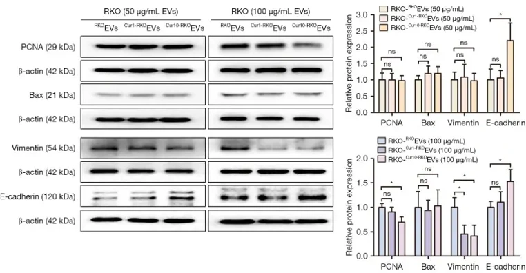 Western blotting analysis of the proteins.